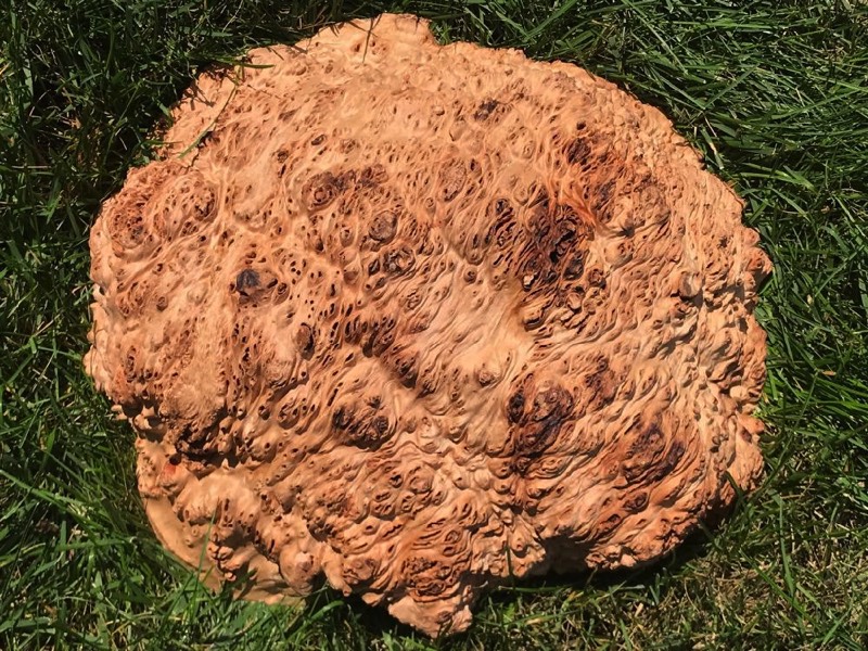 AustralianBurls.com - Gimlet Burl GIM-341N