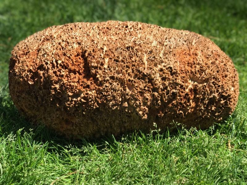 Jarrah Burl - JB126N