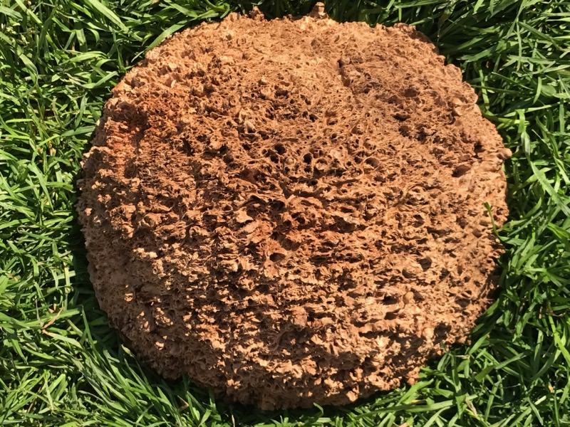 Jarrah Burl - JB122N