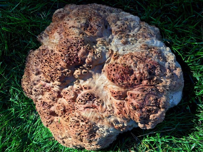 AustralianBurls.com - Red River Gum RG-46N