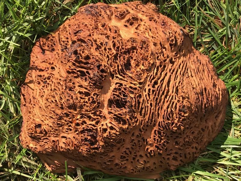 AustralianBurls.com - Yorrel Burl YOR-245N