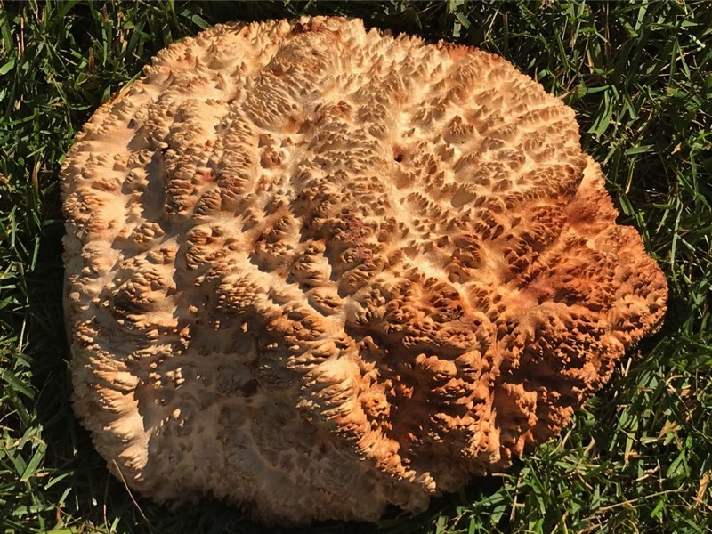 AustralianBurls.com - Yorrel Burl YOR-248N