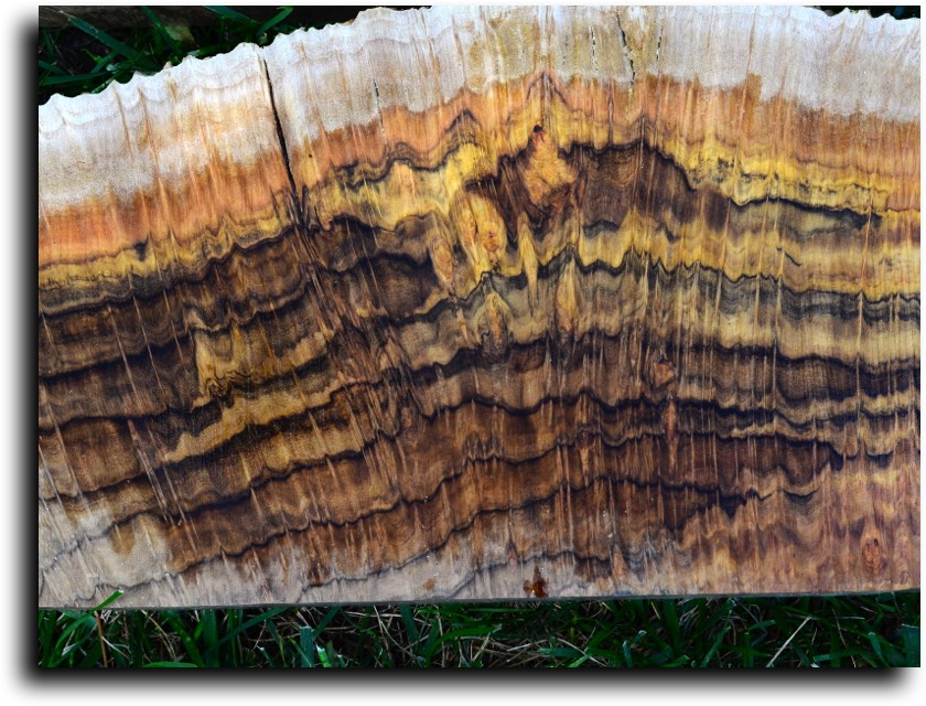 AustralianBurls.com - Pool Cue Blanks (Bimblebox Burl) © 2018 Jim Syvertsen